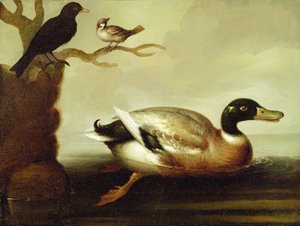 Canard colvert et autres oiseaux, vers 1700